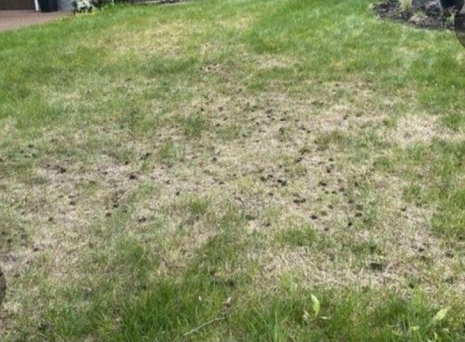 Neglected Yard Recovery