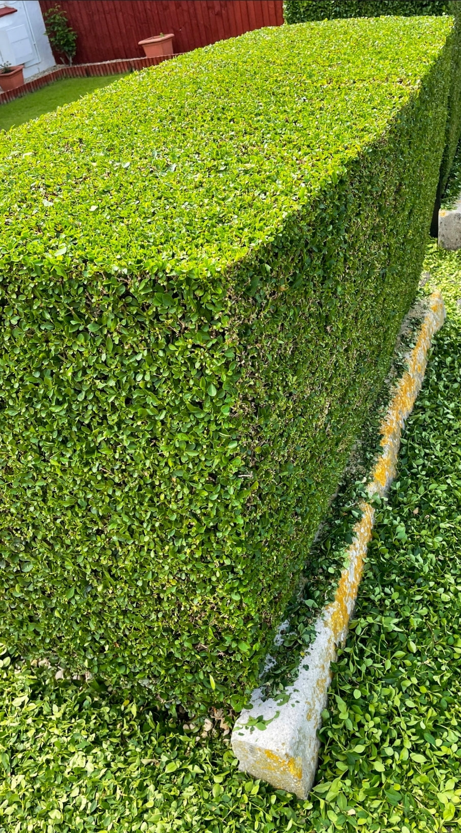 Hedge Trimming